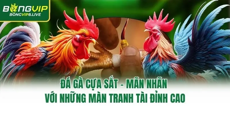 Đá Gà Cựa Sắt - Mãn Nhãn Với Những Màn Tranh Tài Đỉnh Cao